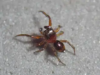 Jollas cupreus (самец)