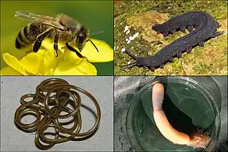 Сверху: медоносная пчела, онихофора Typhloperipatus williamsoni;
Снизу: круглый червь Mermis nigrescens, приапулид Priapulus caudatus