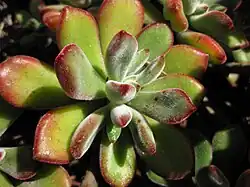 Echeveria pulvinata