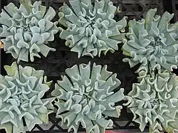 Echeveria runyonii 'Topsy Turvy'