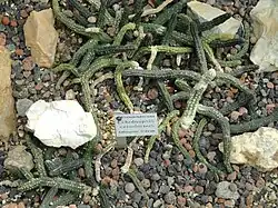 Змееподобные стебли вида Echidnopsis cereiformis