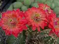 Echinocereus acifer