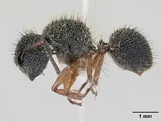 Echinopla pallipes