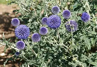 Мордовник обыкновенный