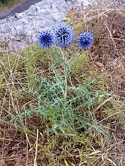 Мордовник обыкновенный (лат. Echinops ritro) — травянистое растение семейства Астровые.