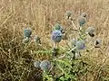 Мордовник шароголовый (Echinops sphaerocephalus)
