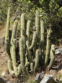 Leucostele chiloensis