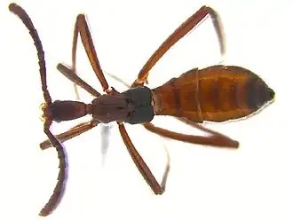Ecitophya gracillima