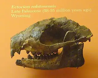 Череп Ectocion ralstonensis