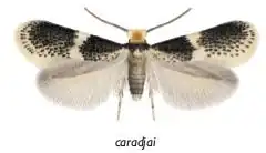 самец Ectoedemia caradjai