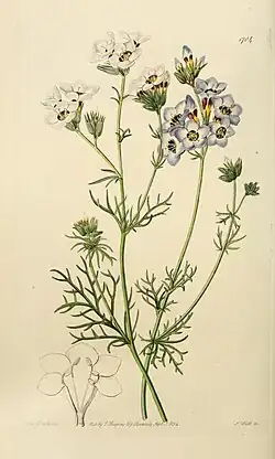 Гилия трёхцветная (Gilia tricolor)