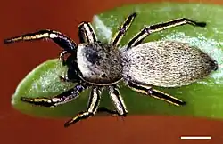 Tutelina similis