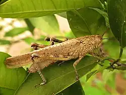 Особь неопределенного пола