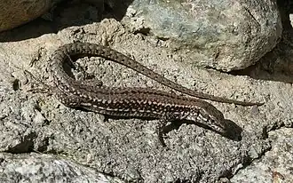 Стенная ящерица (Podarcis muralis)