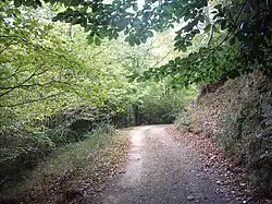 Буковый лес на территории национального парка