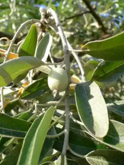 Плоды и листья лоха узколистного(Elaeagnus angustifolia)