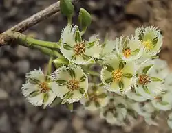 Цветок рудракши на близком расстоянии.