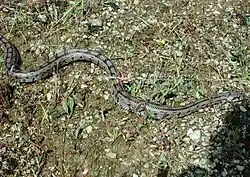 Взрослая особь