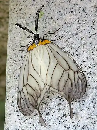 Эльцизма Вествуда