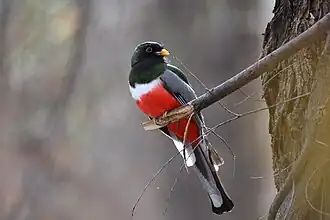 Самец медного трогона