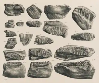 Зубы, иллюстрация из описания вида