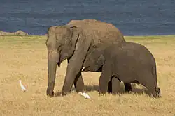 Азиатский слон