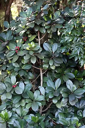 Общий облик растения