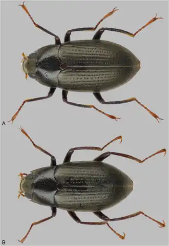 Elmomorphus brevicornis и Elmomorphus amamiensis