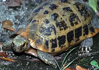Желтоголовая индийская черепаха (Indotestudo elongata)