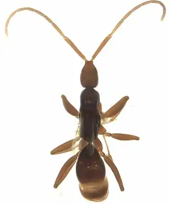 Embolemus zealandicus