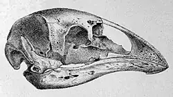 Череп Emeus crassus