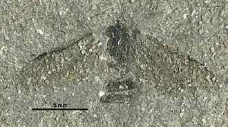 Emplastus miocenicus