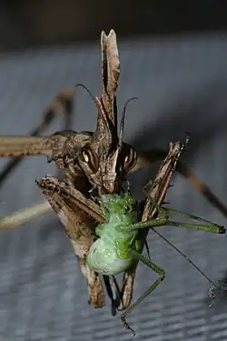 Богомол Empusa pennata, поедающий кузнечика
