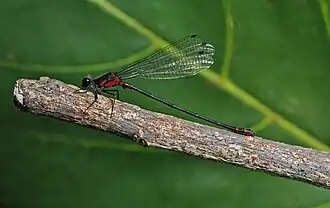 Megalagrion1 марта 2019