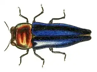 Endelus empyreus