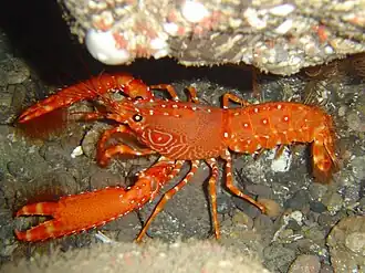 Рак Enoplometopus antillensis