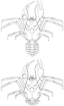 Eocarcinus praecursor, реконструкция 2020 года