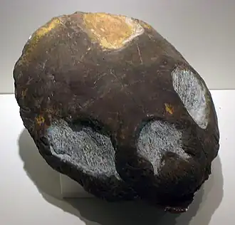 Череп Eosphargis sp.