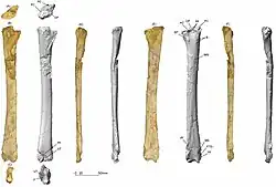 Локтевая кость голотипа