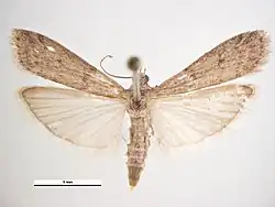 Самка, вид сверху