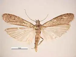 Самец, вид сверху