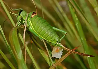 Самка Ephippiger perforatus