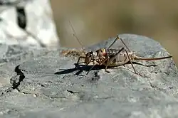 Ephippiger terrestris terrestris