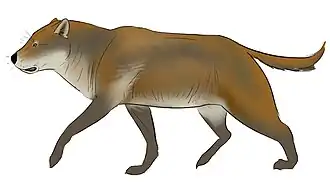 Реконструкция Epicyon haydeni