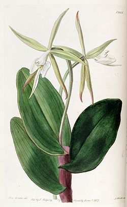 Epidendrum nocturnum — типовой вид рода EpidendrumБотаническая иллюстрация, 1827 г.