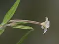Epilobium palustre