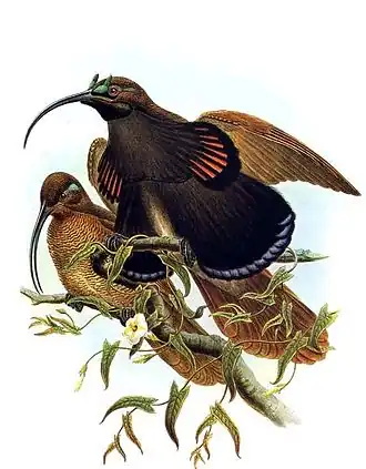 Желтохвостая серпоклювая райская птица