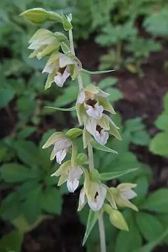 Дремлик широколистный. Типовой вид рода. Соцветие.