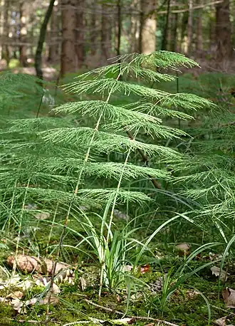 Хвощ лесной