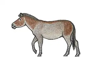 Рисунок лошади Оводова (лат. Equus ovodovi)